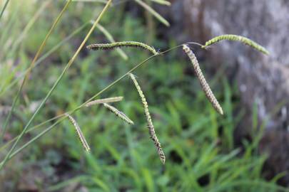 Fotografia da espécie Paspalum dilatatum