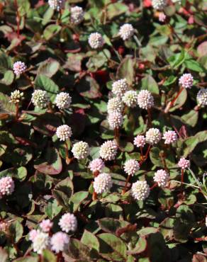 Fotografia 4 da espécie Polygonum capitatum no Jardim Botânico UTAD