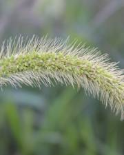 Fotografia da espécie Setaria viridis