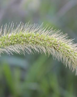 Fotografia 1 da espécie Setaria viridis no Jardim Botânico UTAD