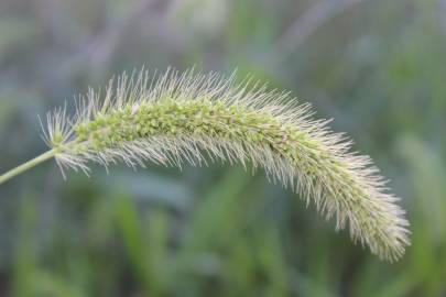 Fotografia da espécie Setaria viridis