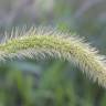 Fotografia 1 da espécie Setaria viridis do Jardim Botânico UTAD