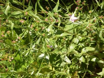 Fotografia da espécie Centaurium erythraea subesp. grandiflorum