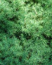 Fotografia da espécie Picea glauca
