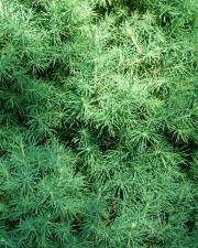 Fotografia da espécie Picea glauca