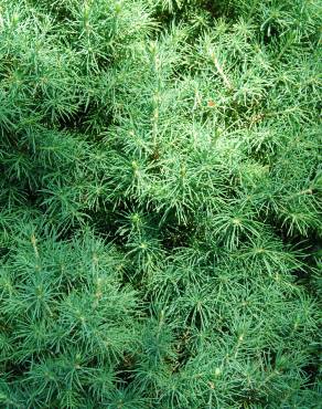 Fotografia 1 da espécie Picea glauca var. albertiana no Jardim Botânico UTAD