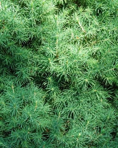 Fotografia de capa Picea glauca var. albertiana - do Jardim Botânico