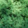 Fotografia 1 da espécie Picea glauca var. albertiana do Jardim Botânico UTAD