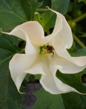 Fotografia 3 da espécie Datura stramonium no Jardim Botânico UTAD