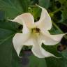 Fotografia 3 da espécie Datura stramonium do Jardim Botânico UTAD