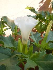 Fotografia da espécie Datura stramonium