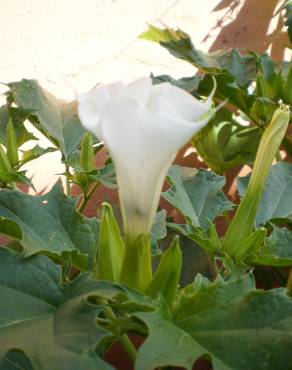 Fotografia 5 da espécie Datura stramonium no Jardim Botânico UTAD