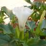 Fotografia 5 da espécie Datura stramonium do Jardim Botânico UTAD