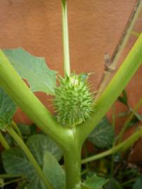 Fotografia da espécie Datura stramonium