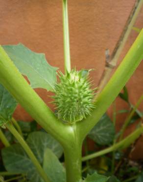 Fotografia 6 da espécie Datura stramonium no Jardim Botânico UTAD