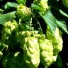 Fotografia 3 da espécie Humulus lupulus do Jardim Botânico UTAD