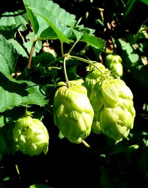 Fotografia 4 da espécie Humulus lupulus no Jardim Botânico UTAD