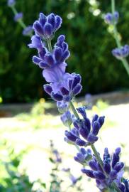 Fotografia da espécie Lavandula latifolia