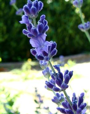 Fotografia 1 da espécie Lavandula latifolia no Jardim Botânico UTAD