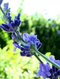 Fotografia da espécie Lavandula latifolia