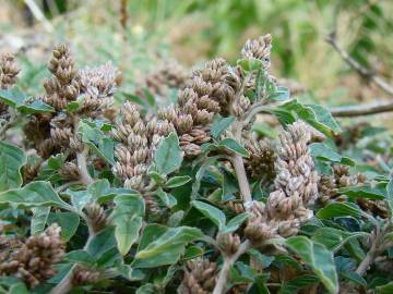 Fotografia da espécie Amaranthus deflexus