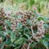 Fotografia 3 da espécie Amaranthus deflexus do Jardim Botânico UTAD