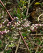 Fotografia da espécie Chenopodium album