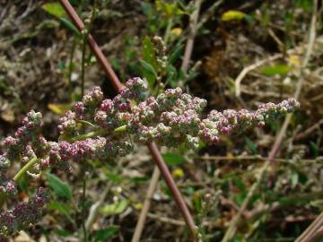 Fotografia da espécie Chenopodium album var. album