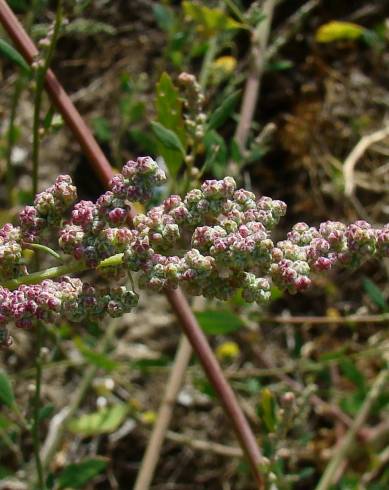 Fotografia de capa Chenopodium album var. album - do Jardim Botânico