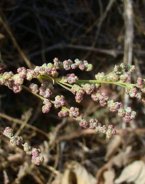 Fotografia 3 da espécie Chenopodium album var. album no Jardim Botânico UTAD