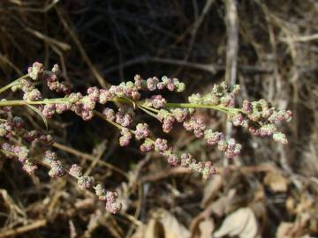 Fotografia da espécie Chenopodium album var. album