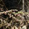 Fotografia 3 da espécie Chenopodium album var. album do Jardim Botânico UTAD