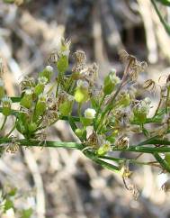 Erigeron canadensis