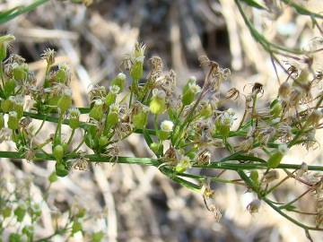 Fotografia da espécie Erigeron canadensis