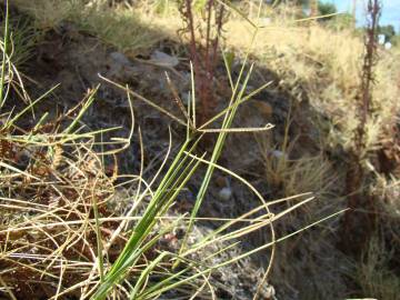 Fotografia da espécie Cynodon dactylon