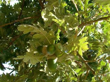 Fotografia da espécie Quercus pyrenaica