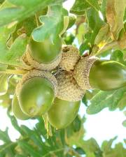 Fotografia da espécie Quercus pyrenaica