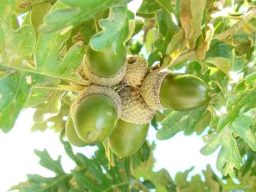 Fotografia da espécie Quercus pyrenaica