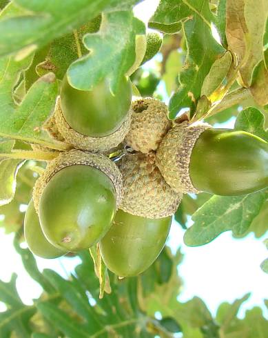 Fotografia de capa Quercus pyrenaica - do Jardim Botânico