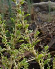 Fotografia da espécie Amaranthus albus