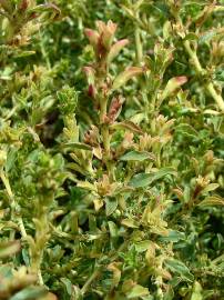 Fotografia da espécie Amaranthus albus