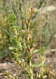 Fotografia da espécie Amaranthus albus