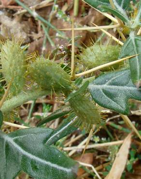 Fotografia 1 da espécie Xanthium spinosum no Jardim Botânico UTAD