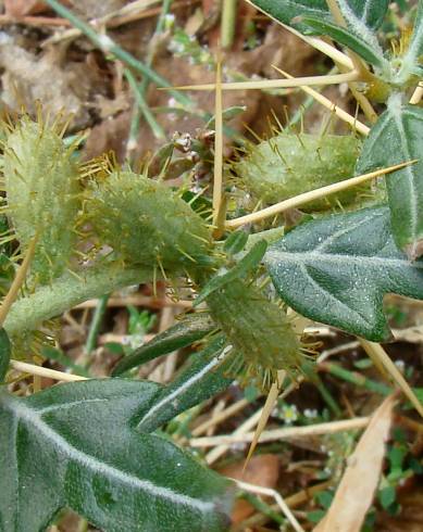 Fotografia de capa Xanthium spinosum - do Jardim Botânico