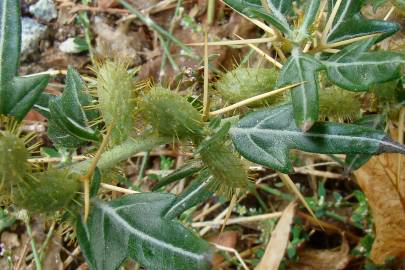 Fotografia da espécie Xanthium spinosum