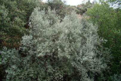 Fotografia da espécie Salix salviifolia subesp. salviifolia