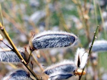 Fotografia da espécie Cytisus striatus