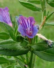 Fotografia da espécie Echium rosulatum