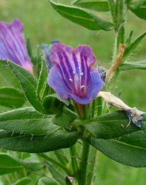 Fotografia 1 da espécie Echium rosulatum no Jardim Botânico UTAD