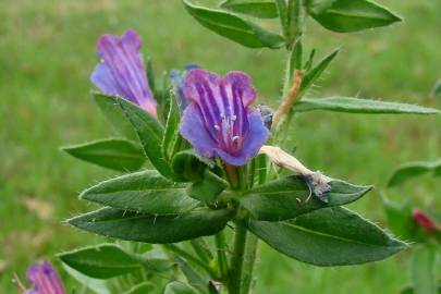 Fotografia da espécie Echium rosulatum